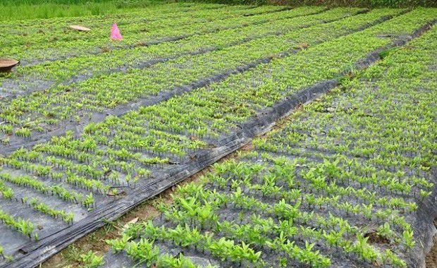 栀子如何扦插育苗？