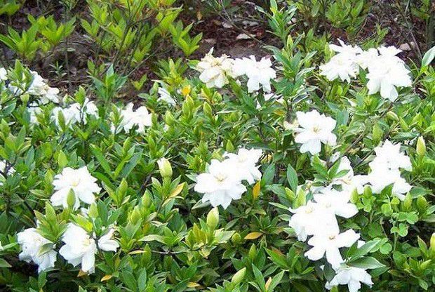 栀子适宜在哪里种植?