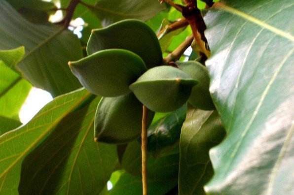 种植使君子什么时候可以采收?