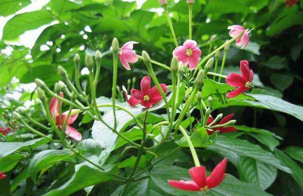 种植使君子如何管理?