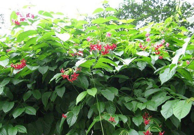 种植使君子如何管理？