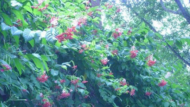 使君子苗如何移栽?