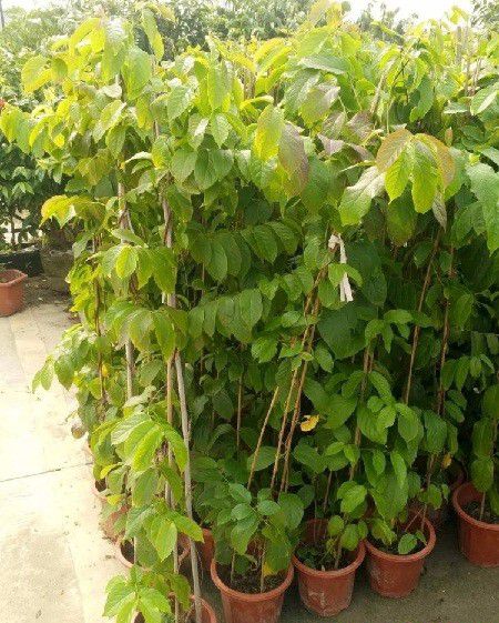 种植使君子如何育苗?