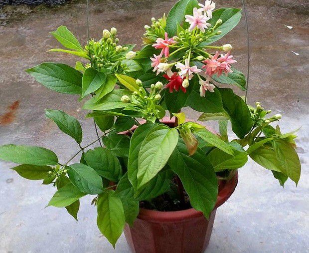 种植使君子如何育苗?