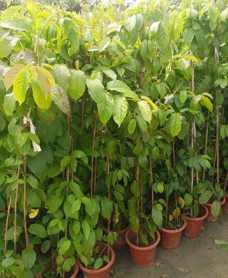 种植使君子如何育苗?