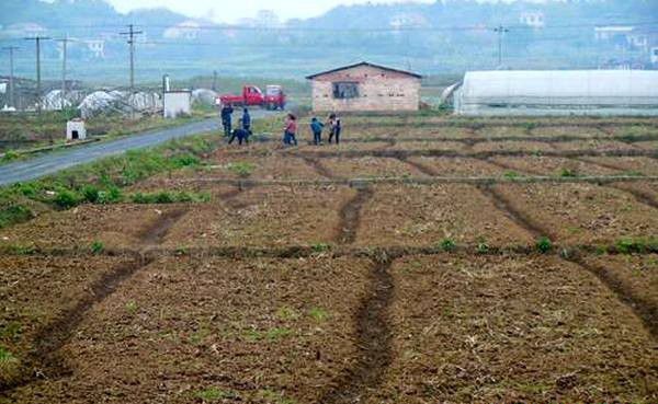 种植使君子如何选地整地?