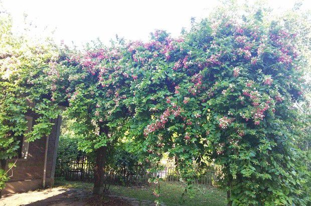 种植使君子的条件是什么?