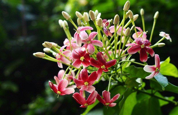 使君子什么时候开花?