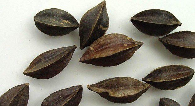 使君子名字怎么来的?