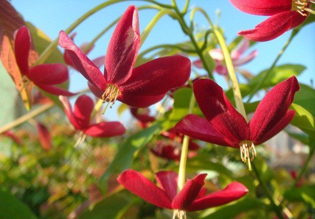 使君子名字怎么来的?