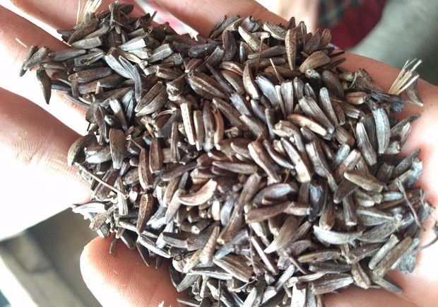 云木香有几种繁殖方法?