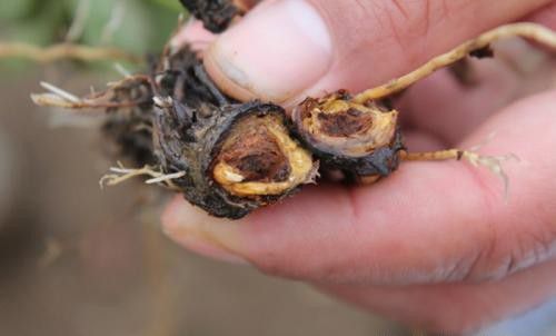 种植云木香如何防治病虫害?