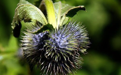 种植云木香如何播种?