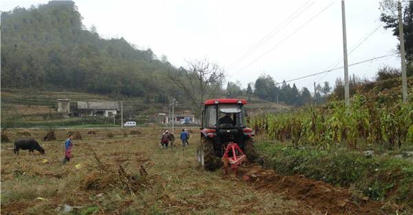 种植云木香如何选地整地?