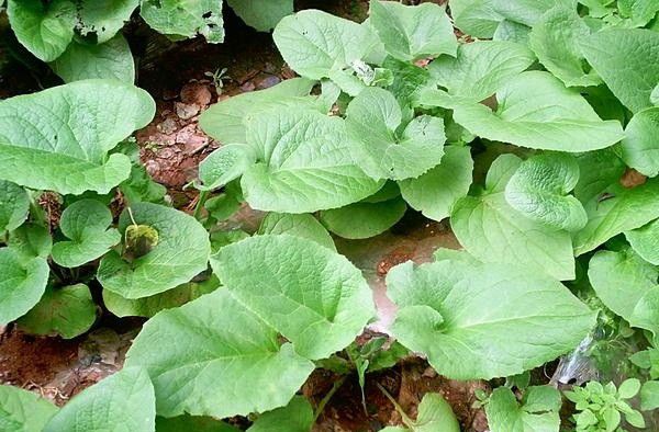 种植云木香对环境有什么要求?