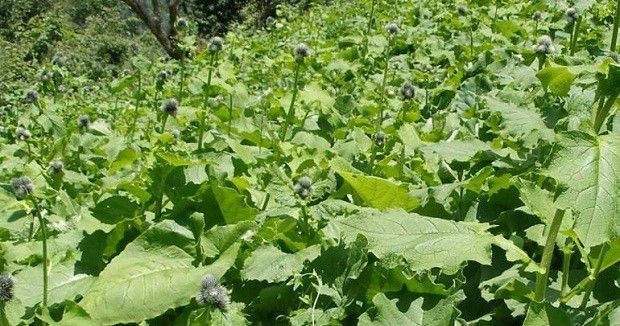 云木香生长习性是怎么样?