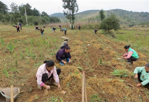 种植射干什么时候可以采收?