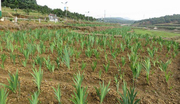 种植射干怎么样管理产量高?