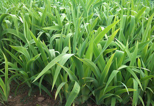 种植射干苗期如何管理?