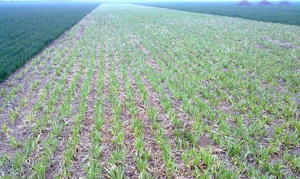 种植射干冬季如何管理?