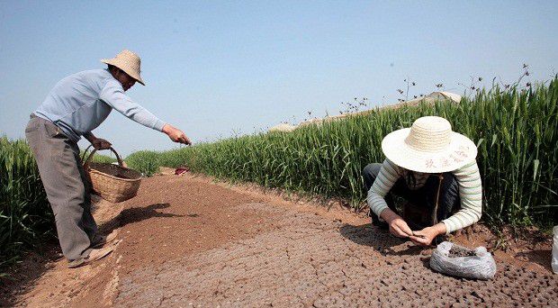射干如何用种子育苗？