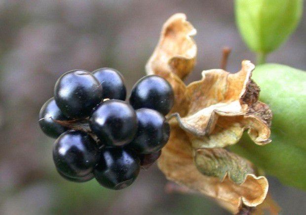 射干如何用种子育苗?