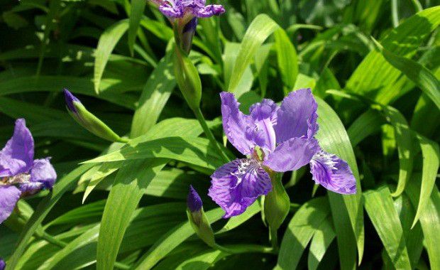 川射干1号品种好不好?