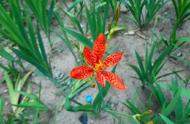 射干生长环境是怎么样?