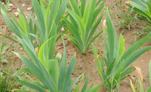 射干生长习性是怎么样?