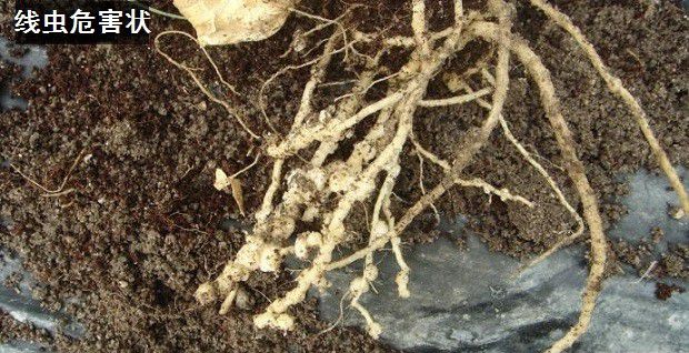 种植牛膝如何防治病虫害?