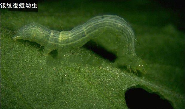 种植牛膝如何防治病虫害?