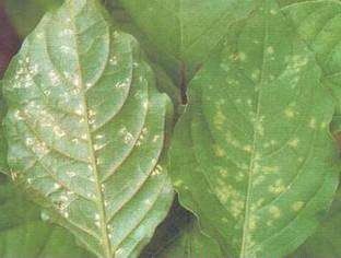 种植牛膝如何防治病虫害?