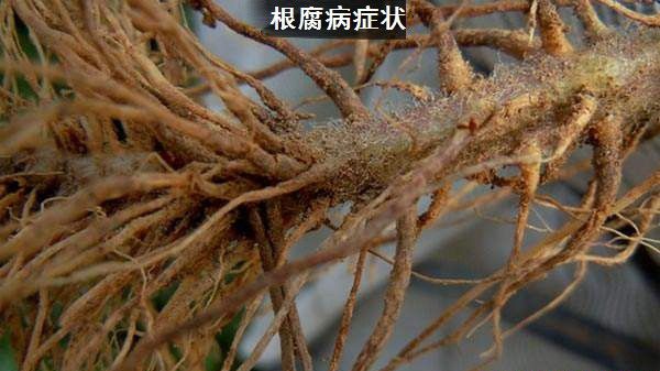 种植牛膝如何防治病虫害?