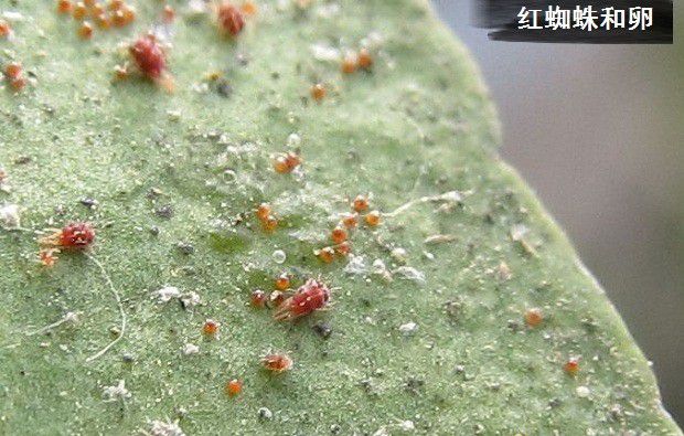 种植牛膝如何防治病虫害?