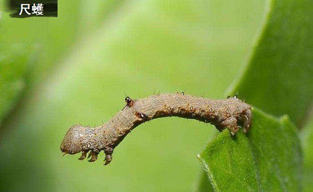种植牛膝如何防治病虫害?