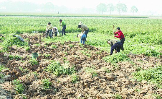种植牛膝如何采收?
