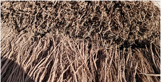 种植牛膝如何采收?