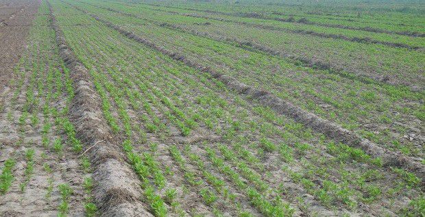 种植牛膝如何管理?