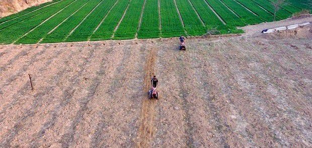 牛膝种植前如何选地整地?