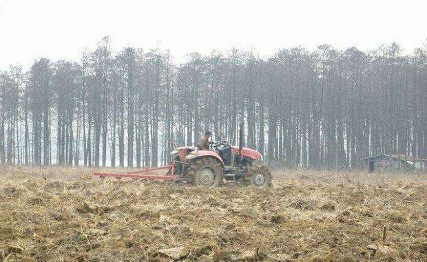 牛膝种植前如何选地整地?