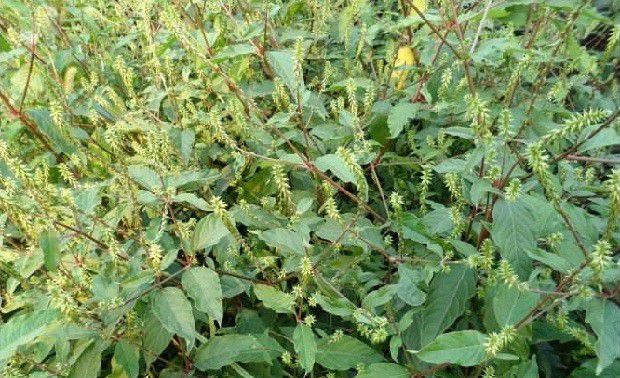 牛膝主要栽培品种有哪些?