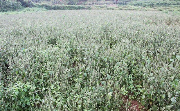 牛膝主要栽培品种有哪些?