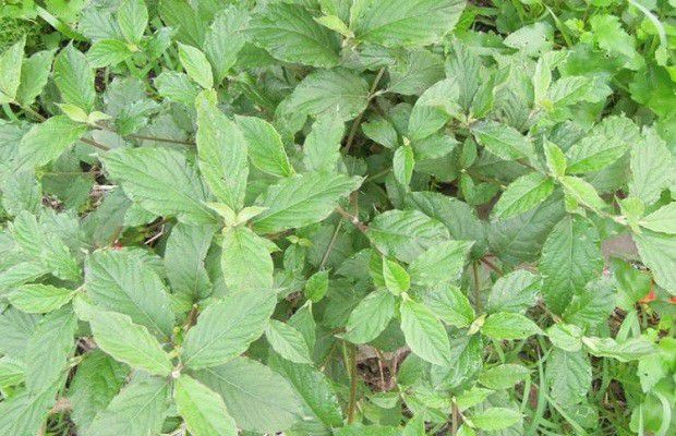 牛膝适宜在哪里种植?