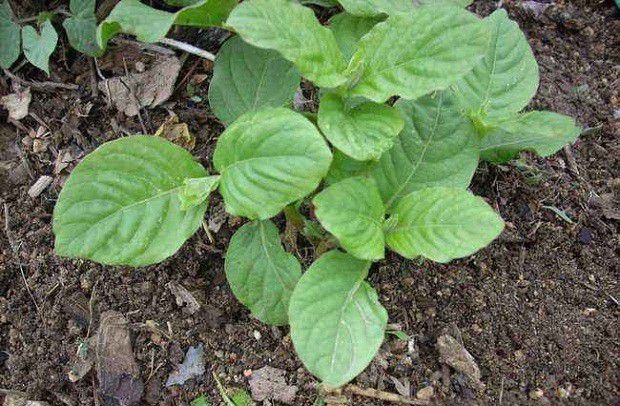 牛膝适宜在哪里种植?