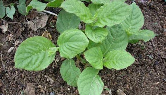 牛膝生长习性是怎么样?