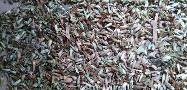 牛膝生长习性是怎么样?