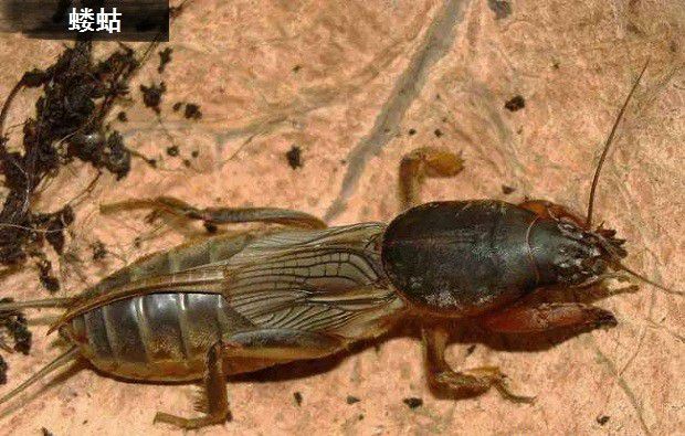 种植穿心莲如何防治病虫害?