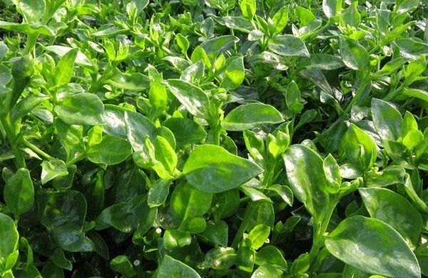 种植穿心莲如何防治病虫害?