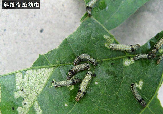 种植穿心莲如何防治病虫害?