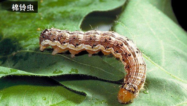 种植穿心莲如何防治病虫害?